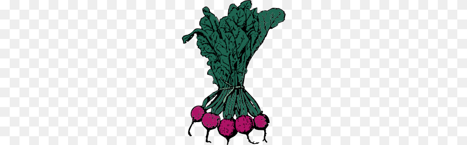 Beets Clip Art, Food, Produce, Person, Plant Free Png