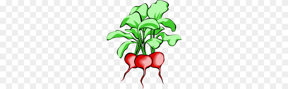 Beets Clip Art, Food, Plant, Produce, Radish Png