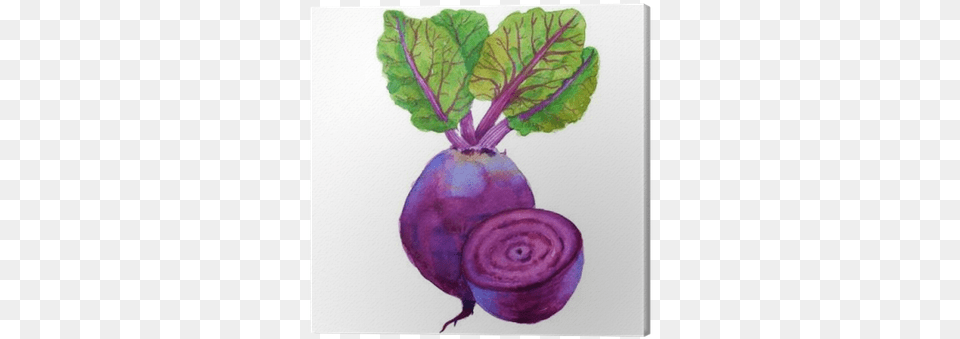Beets With Leaves Watercolor Painting, Food, Plant, Produce, Turnip Png