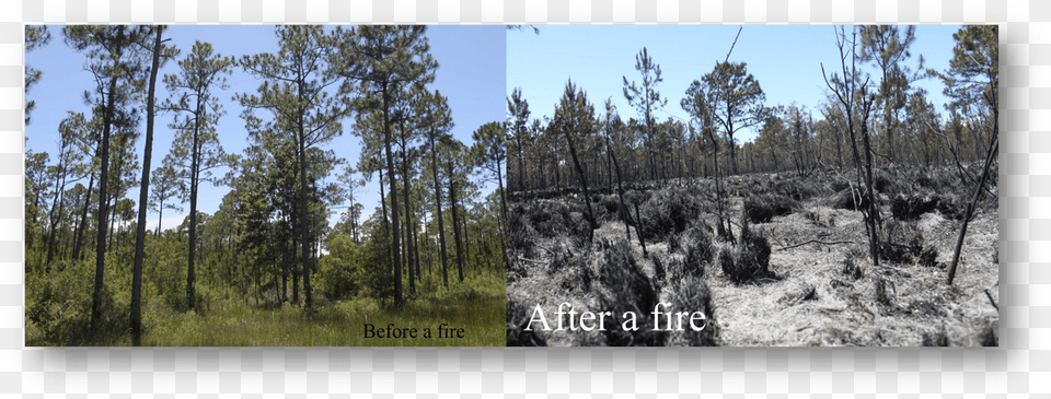 Before During After Forest Fire, Woodland, Vegetation, Plant, Wilderness Png