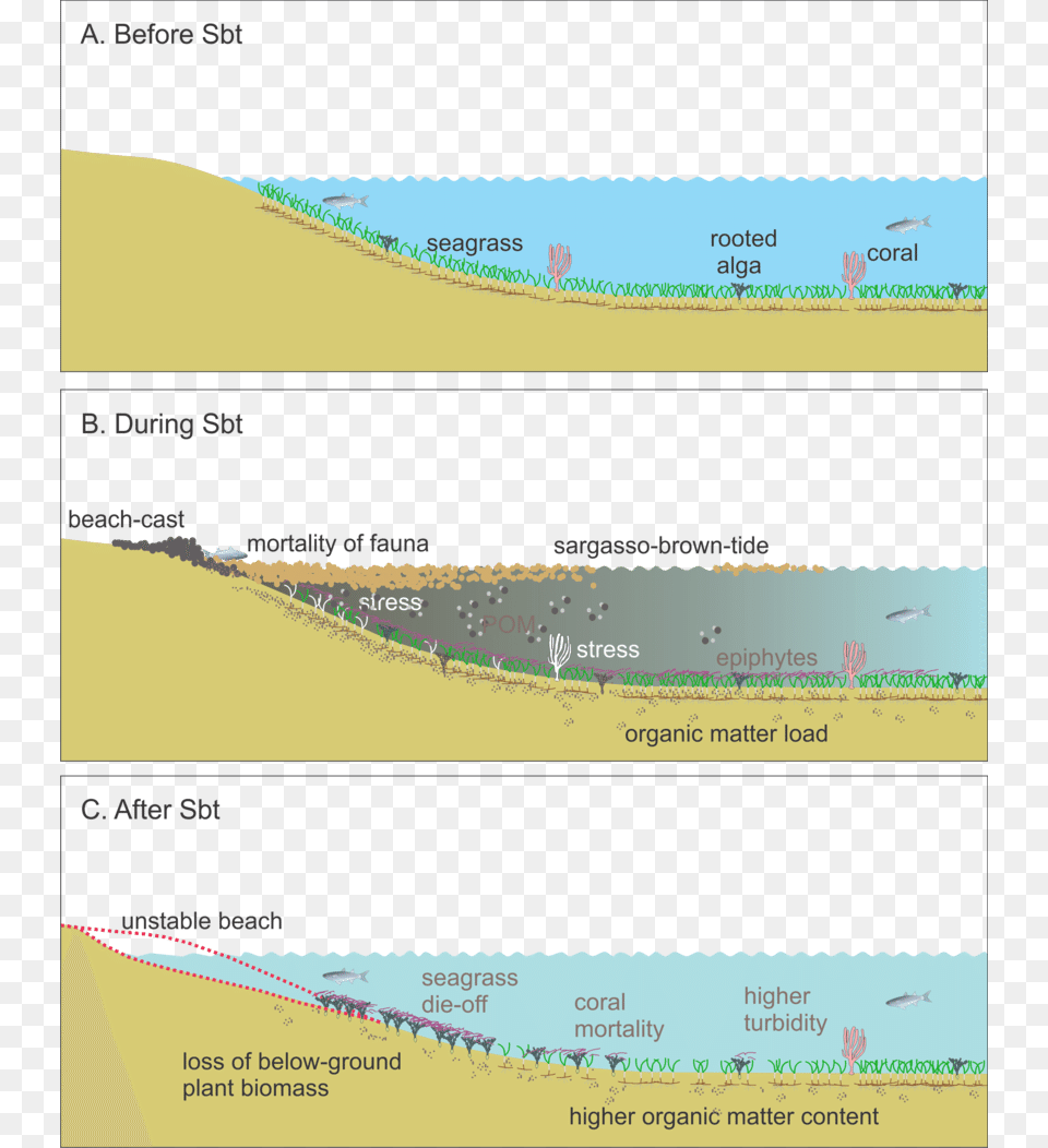 Before The Sbt Seagrass, Text, File, Nature, Outdoors Png Image