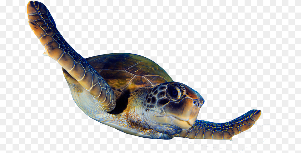 Begin Sea Turtle Animation Full Size Download Sea Turtle Animated, Animal, Reptile, Sea Life, Sea Turtle Png
