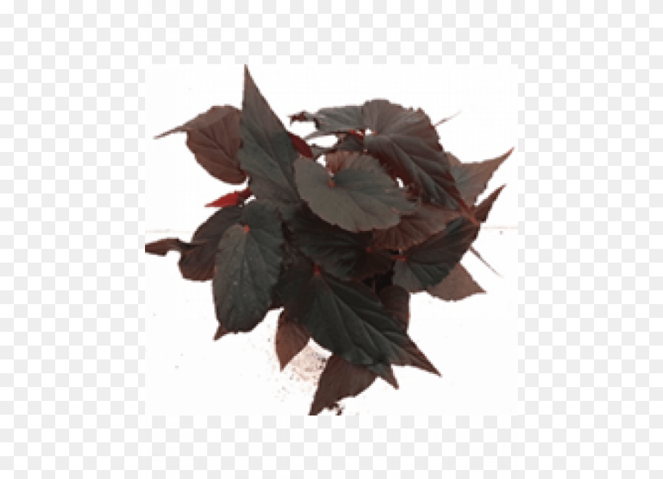 Begonia Arabian Sunset Plant With Fertilizer Amp Plate Fertilizer, Leaf, Person, Flower, Herbal Png