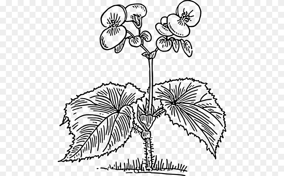 Begonia Clip Art, Doodle, Drawing, Flower, Plant Png Image