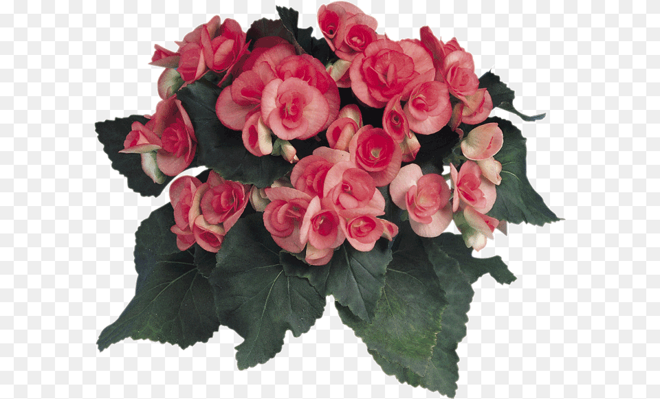 Begonia Elatior Garden Roses, Rose, Plant, Flower, Flower Arrangement Free Png Download