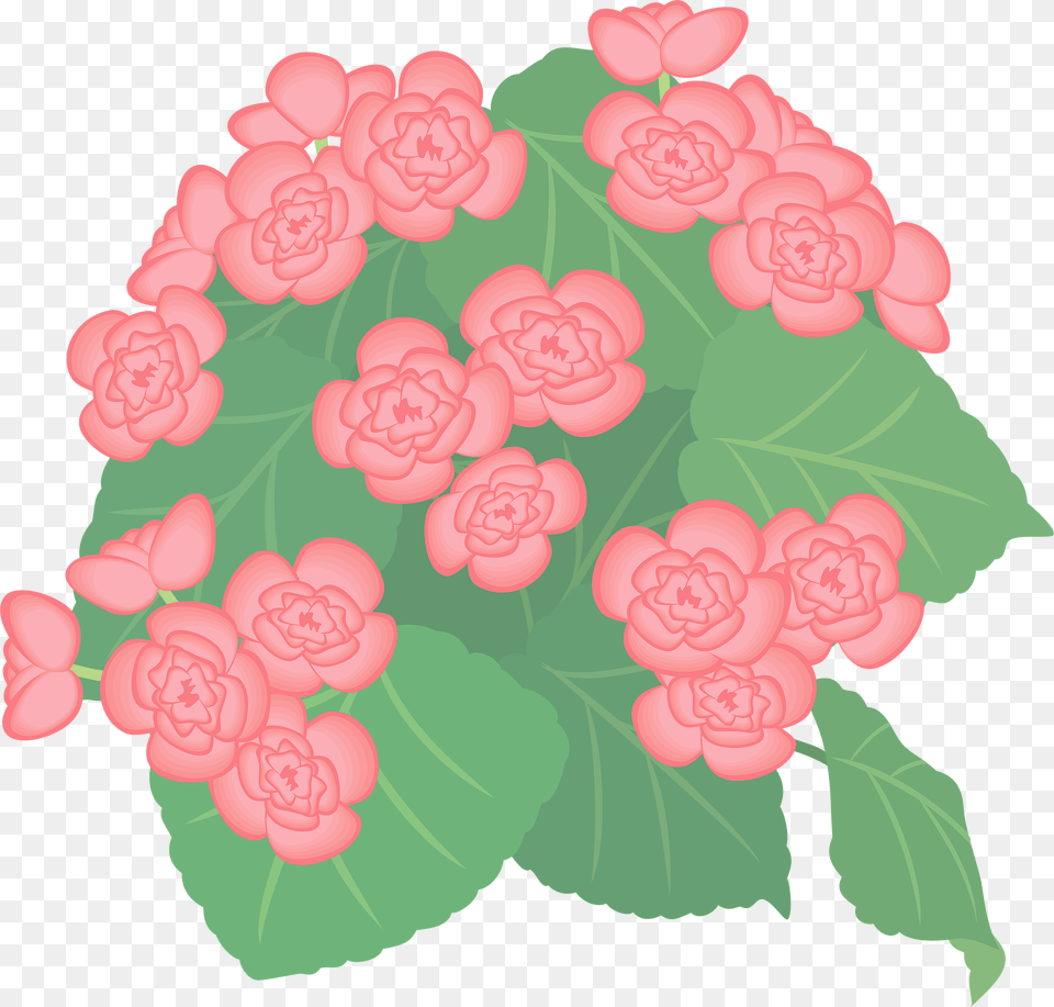 Begonia Flower Clipart, Rose, Plant, Carnation, Geranium Free Png