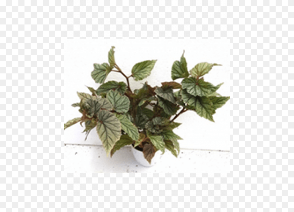 Begonia Frostii Plant With Fertilizer Amp Plate Fertilizer, Herbal, Herbs, Leaf, Vine Png Image