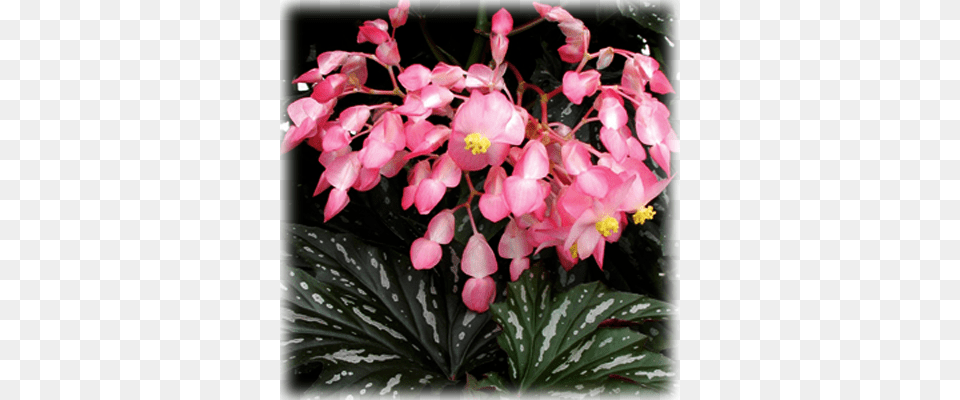 Begonia Quotlady Vanderbiltquot Dragon Wing Cane Begonia Sophie Cecile, Flower, Geranium, Petal, Plant Png Image