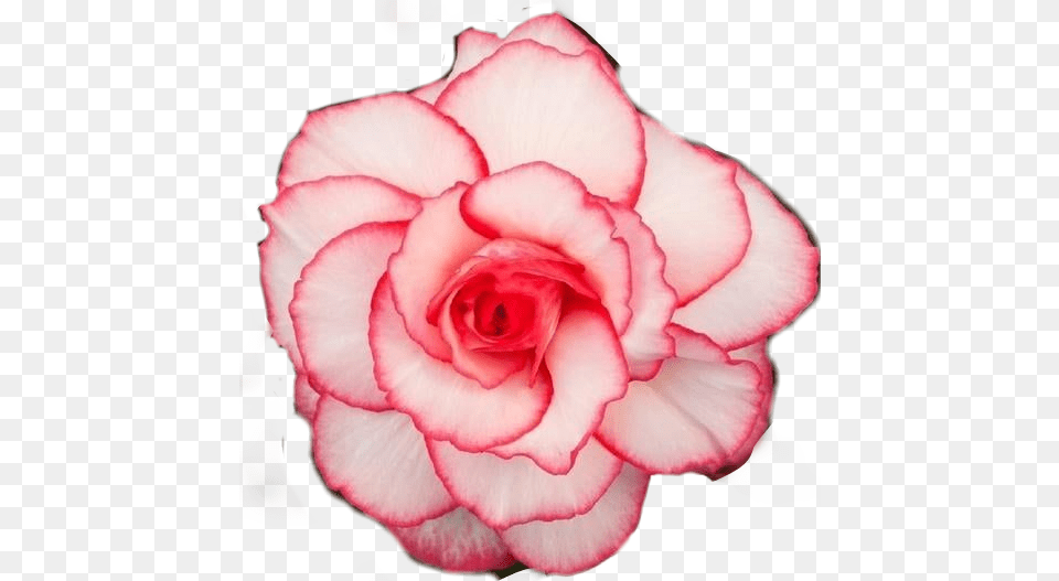 Begonia Rose Belleza Flores Flor Stile Picsartstickers Garden Roses, Carnation, Flower, Petal, Plant Png Image