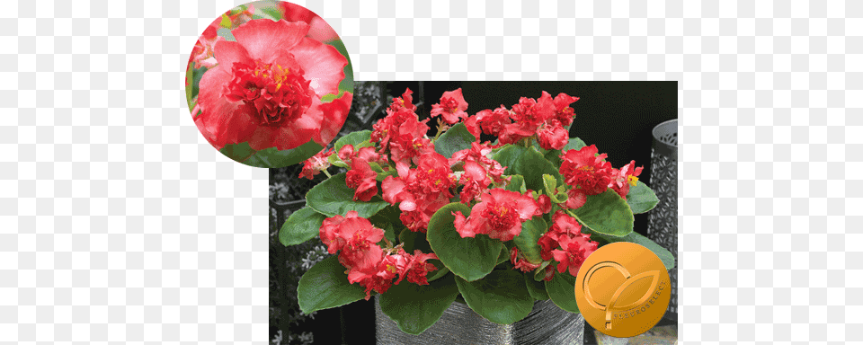 Begonia Semperflorens F1 Fiona Red Begonia, Flower, Flower Arrangement, Geranium, Plant Free Png Download
