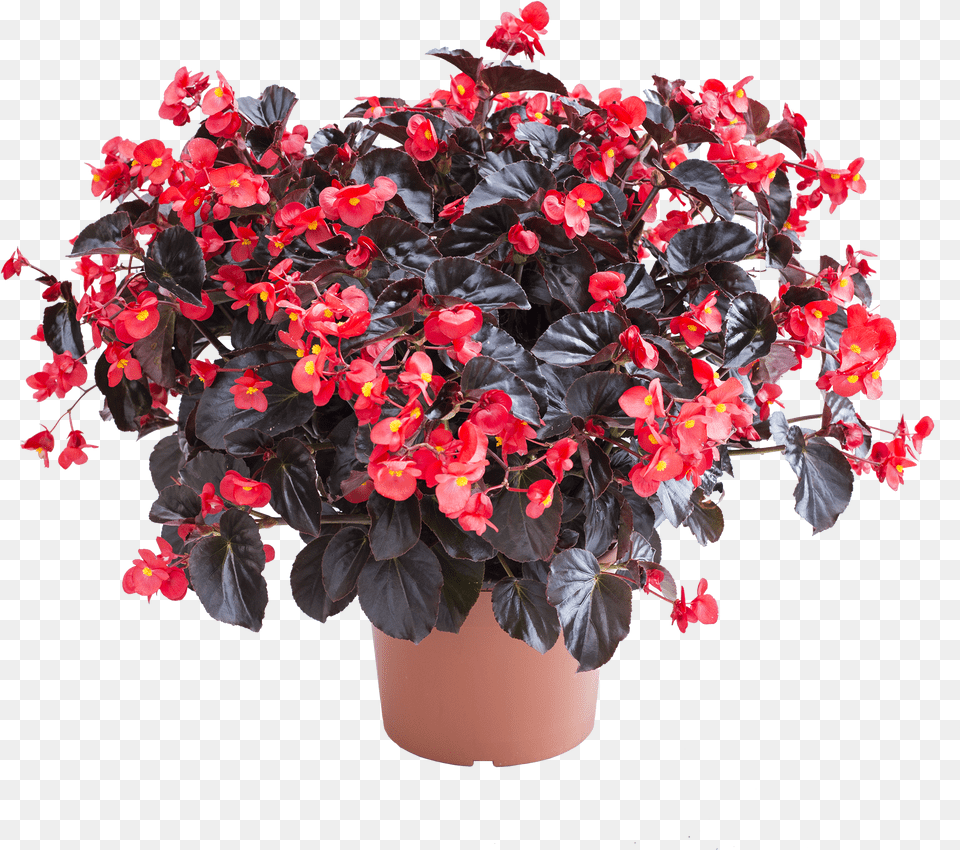 Begonia Viking Xl Red On Chocolate, Flower, Flower Arrangement, Geranium, Plant Free Transparent Png