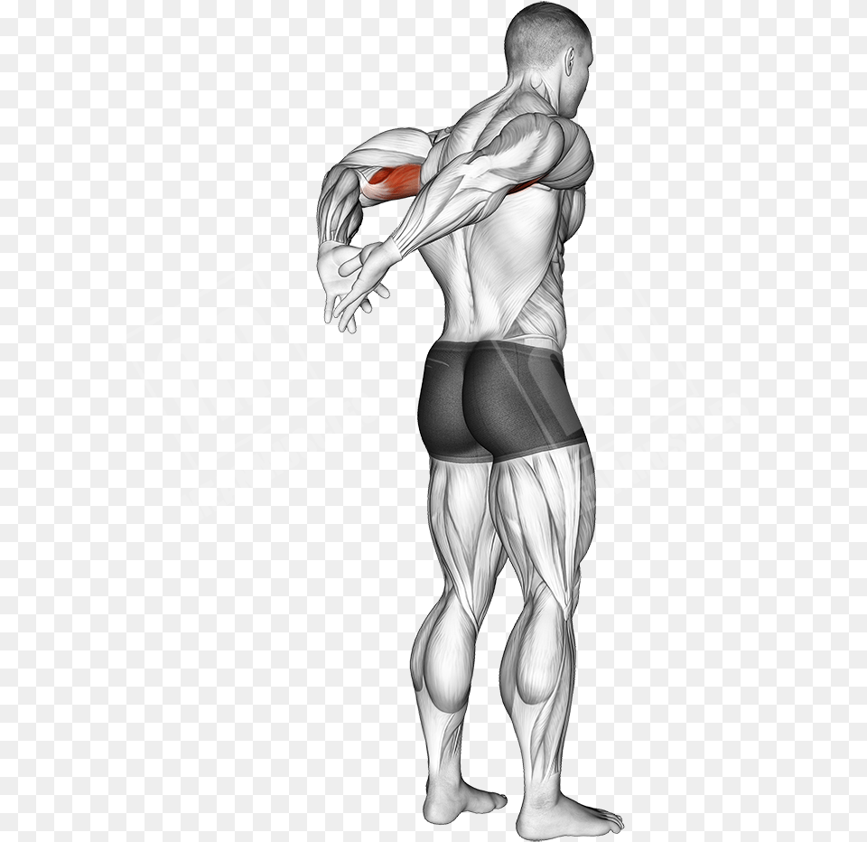 Behind The Back Bicep Stretch Tirage Menton Haltere, Adult, Female, Person, Woman Free Png Download