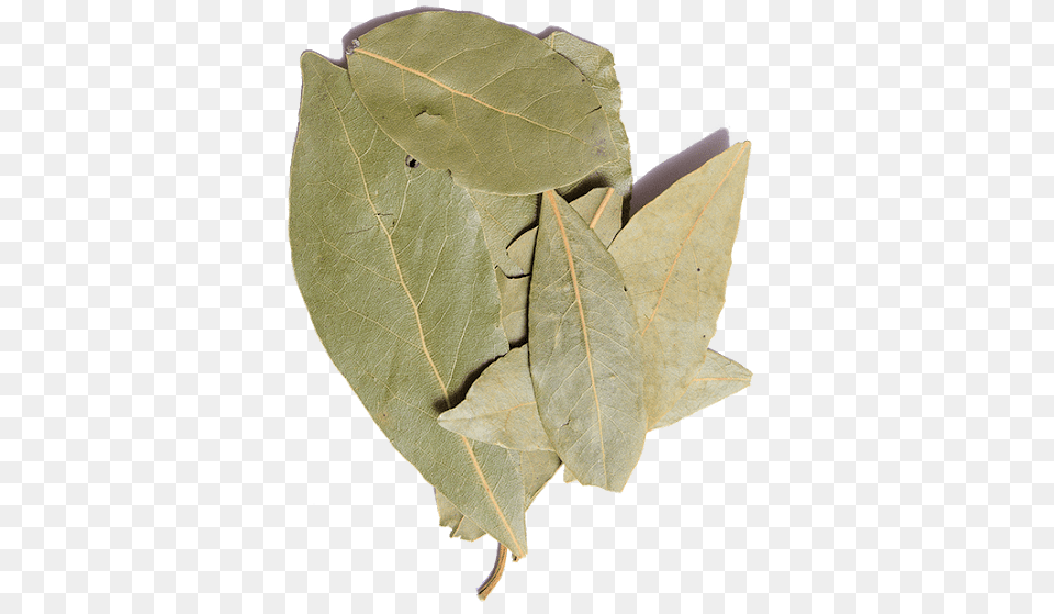 Beige, Leaf, Plant, Person Png