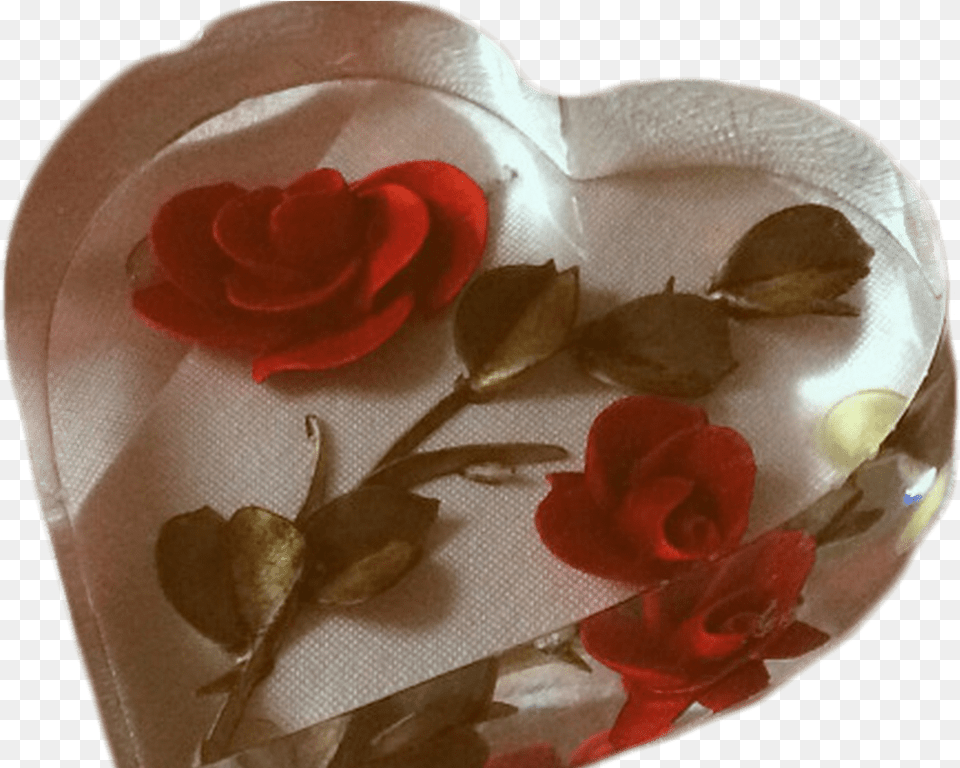 Beige And Red Aesthetic Download Red Aesthetic Transparent, Flower, Petal, Plant, Rose Free Png