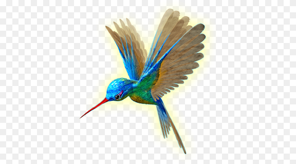 Beija Flor Em Flight, Animal, Bird, Beak, Bee Eater Free Transparent Png