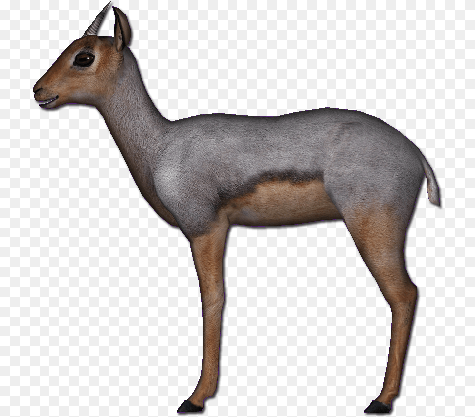 Beira Antelope Roe Deer, Animal, Mammal, Wildlife, Gazelle Free Png