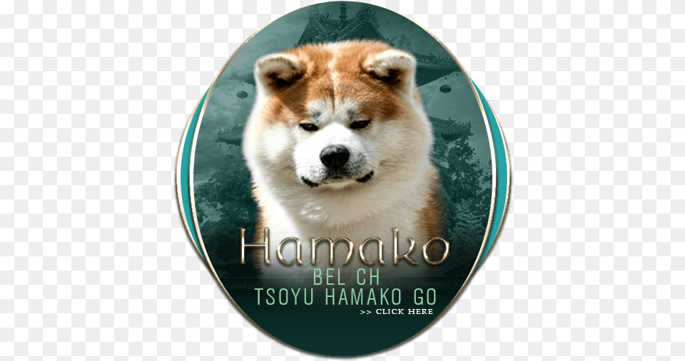 Bel Ch Tsoyu Hamako Go Dog, Animal, Canine, Husky, Mammal Png