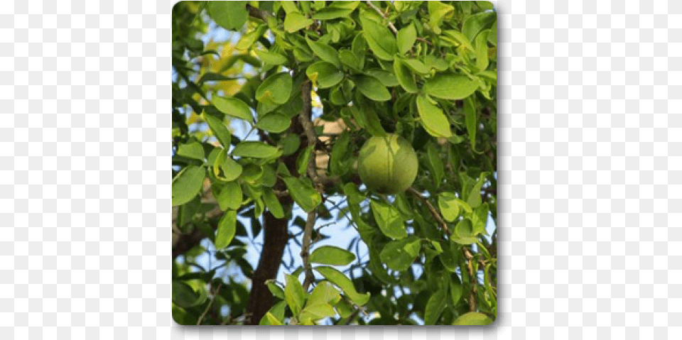 Bel Tree, Citrus Fruit, Food, Fruit, Grapefruit Free Png