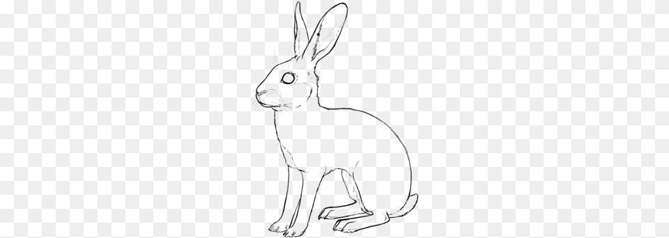 Belgian Hare Hare, Fireworks Free Png