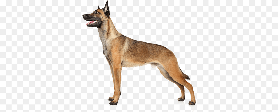 Belgian Malinois Are Herding Dogs So You Know That Belgian Malinois Police Transparent, Animal, Canine, Dog, Mammal Png Image