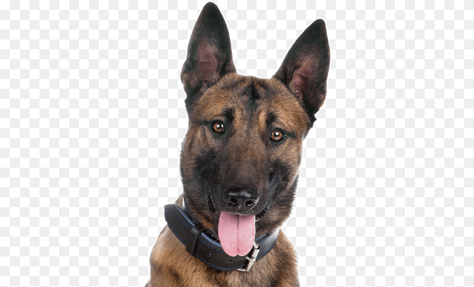 Belgian Malinois Cost, Animal, Canine, Dog, Mammal Free Png Download