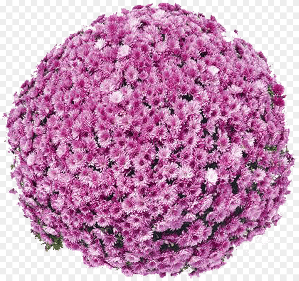 Belgian Mums Pomona Violet Pomona Violet Mum, Flower, Plant, Vegetation, Purple Free Png