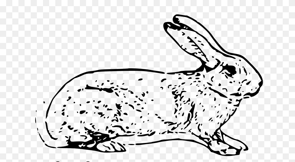 Belgian Rabbit, Gray Free Transparent Png