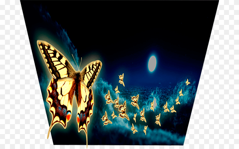 Believe Your Eyes Night Glow Night Ambient Moonlight Papilio, Animal, Invertebrate, Insect, Bee Free Png Download