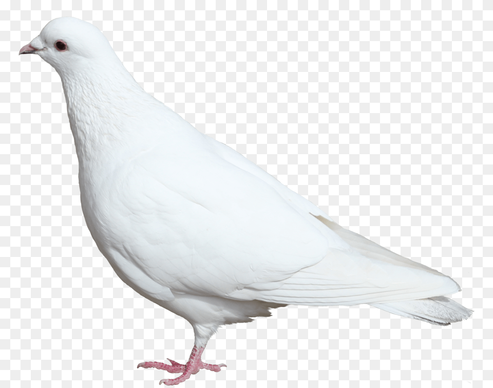 Belij Golub Download Golub Belij, Animal, Bird, Pigeon, Dove Png