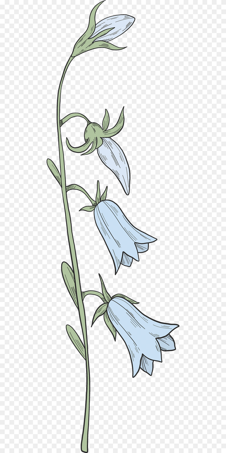 Bell Flower Clipart, Plant, Art Png Image