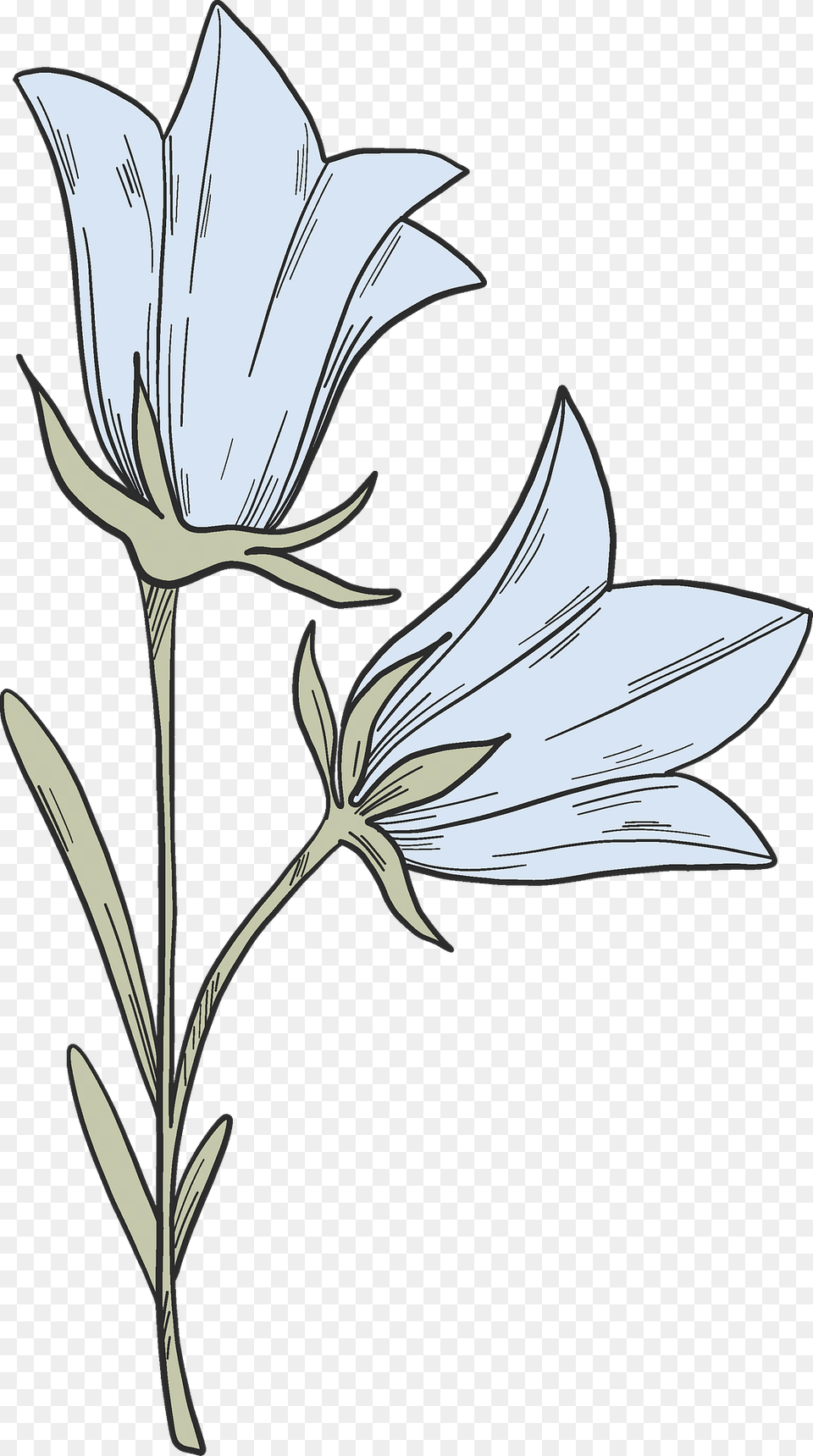 Bell Flower Clipart, Art, Animal, Fish, Plant Free Png Download
