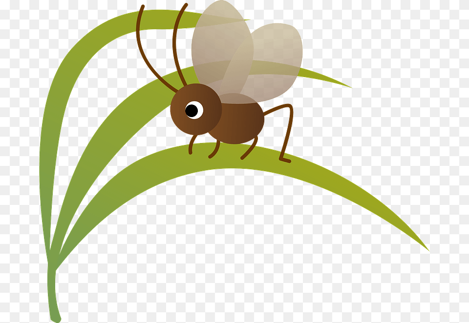 Bell Ring Cricket Insect Clipart, Animal Png