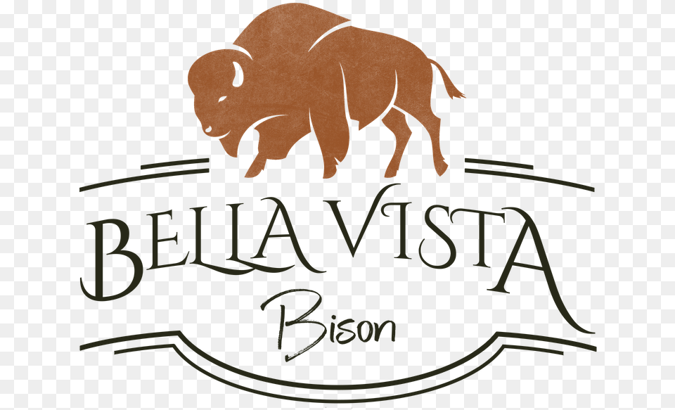 Bella Vista Bison Logo With Bison Over Text Bison Logo, Animal, Buffalo, Mammal, Wildlife Png