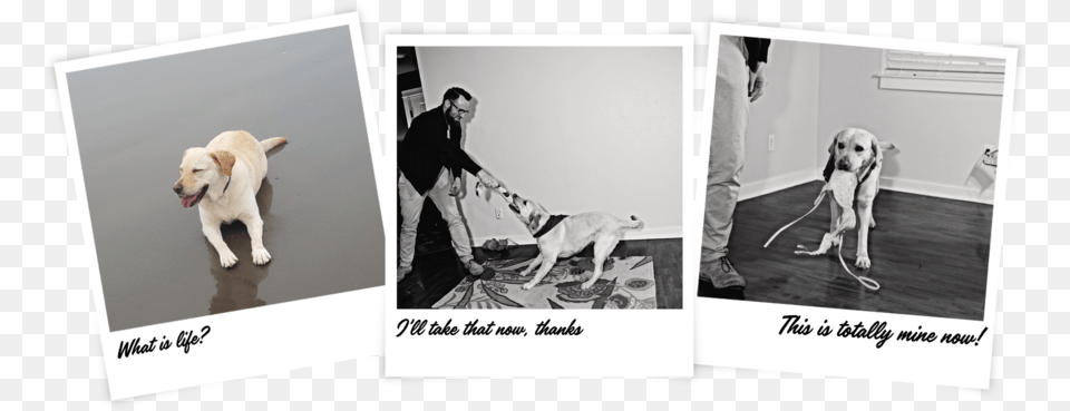 Bella Whippet, Art, Collage, Adult, Person Png