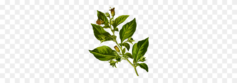 Belladonna Leaf, Plant, Herbal, Herbs Free Transparent Png
