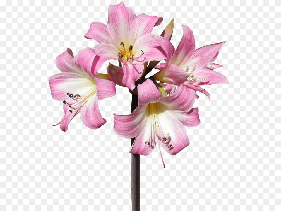 Belladonna Flower, Plant, Anther, Amaryllis Free Png