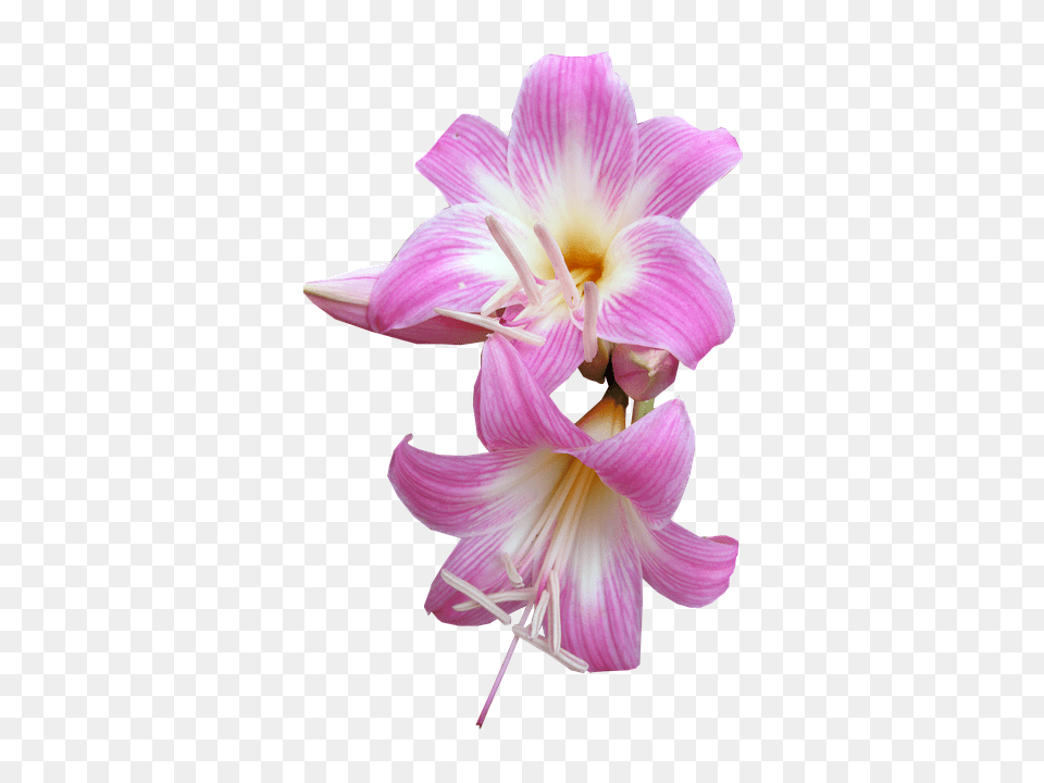 Belladonna Flower, Plant, Petal, Amaryllis Free Png Download