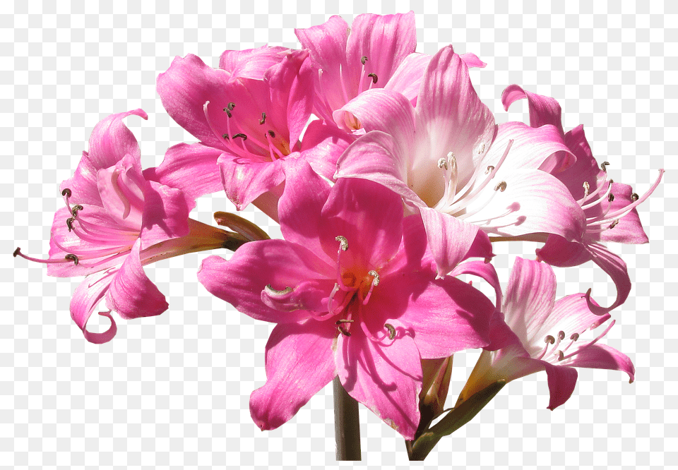 Belladonna Anther, Flower, Geranium, Plant Png
