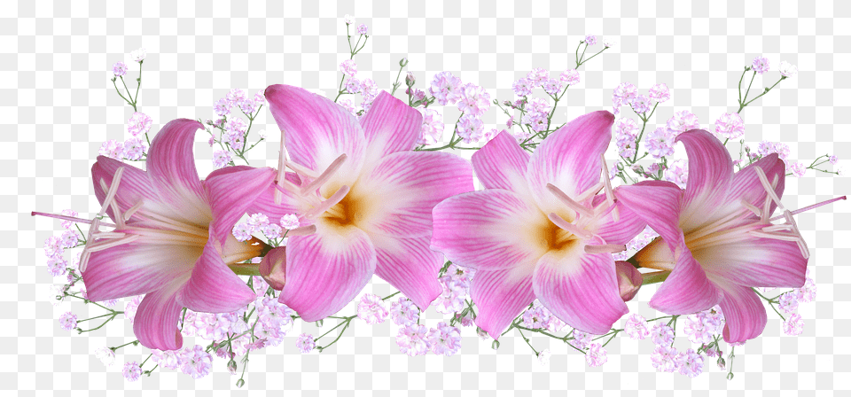 Belladonna Lilies Accessories, Flower, Jewelry, Plant Png Image