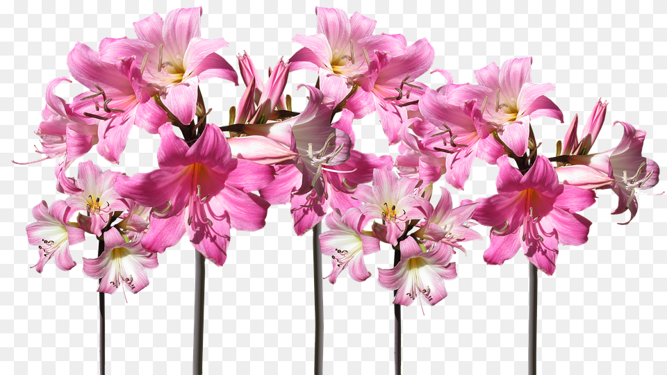 Belladonna Lilies Cut Out Flower, Plant, Flower Arrangement, Amaryllis Free Png