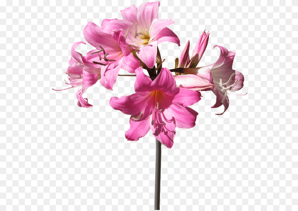 Belladonna Lily Flower Stem Summer Stem And Flower, Geranium, Plant, Anther, Amaryllis Png Image