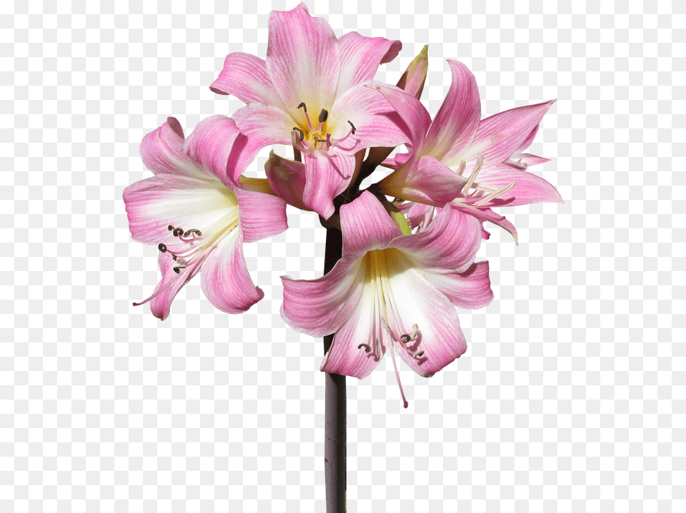 Belladonna Lily Flower Summer Bloom, Plant, Anther, Amaryllis, Geranium Free Transparent Png