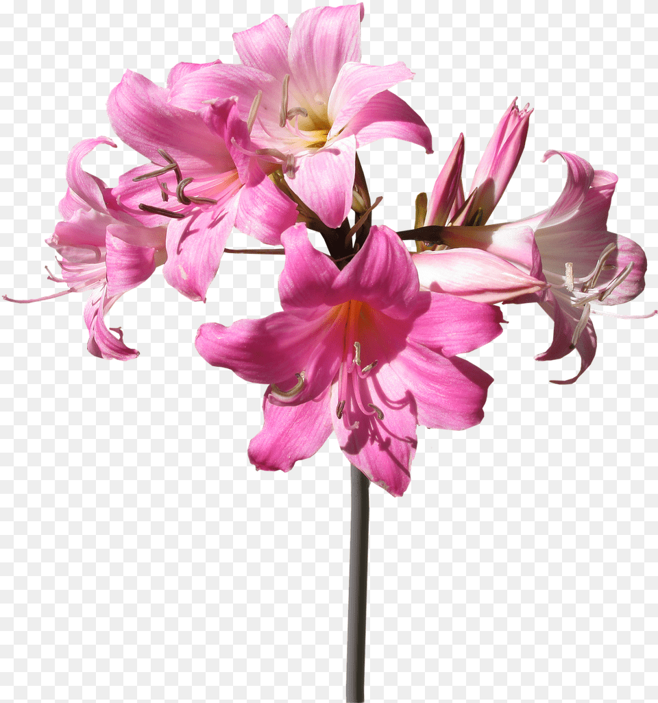 Belladonna Lily Flower Lily Flower With Stem, Plant, Geranium, Anther, Amaryllis Free Transparent Png
