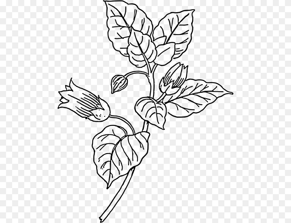 Belladonna Plants Drawing Poison Download Belladonna Clipart, Gray Png Image