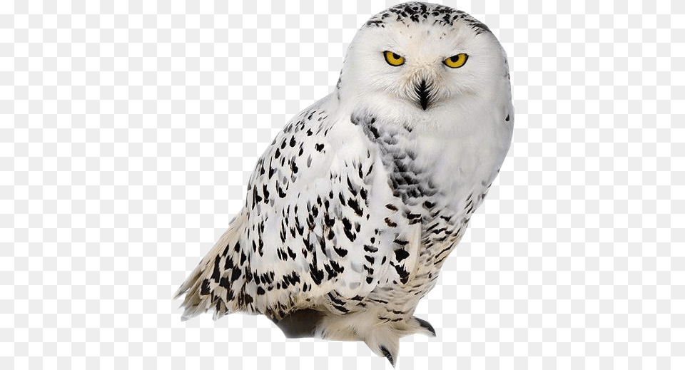Belles Chouettes 53 Img Owl Owl Background Harry Buho Nival De La Tundra, Animal, Bird, Beak Free Transparent Png