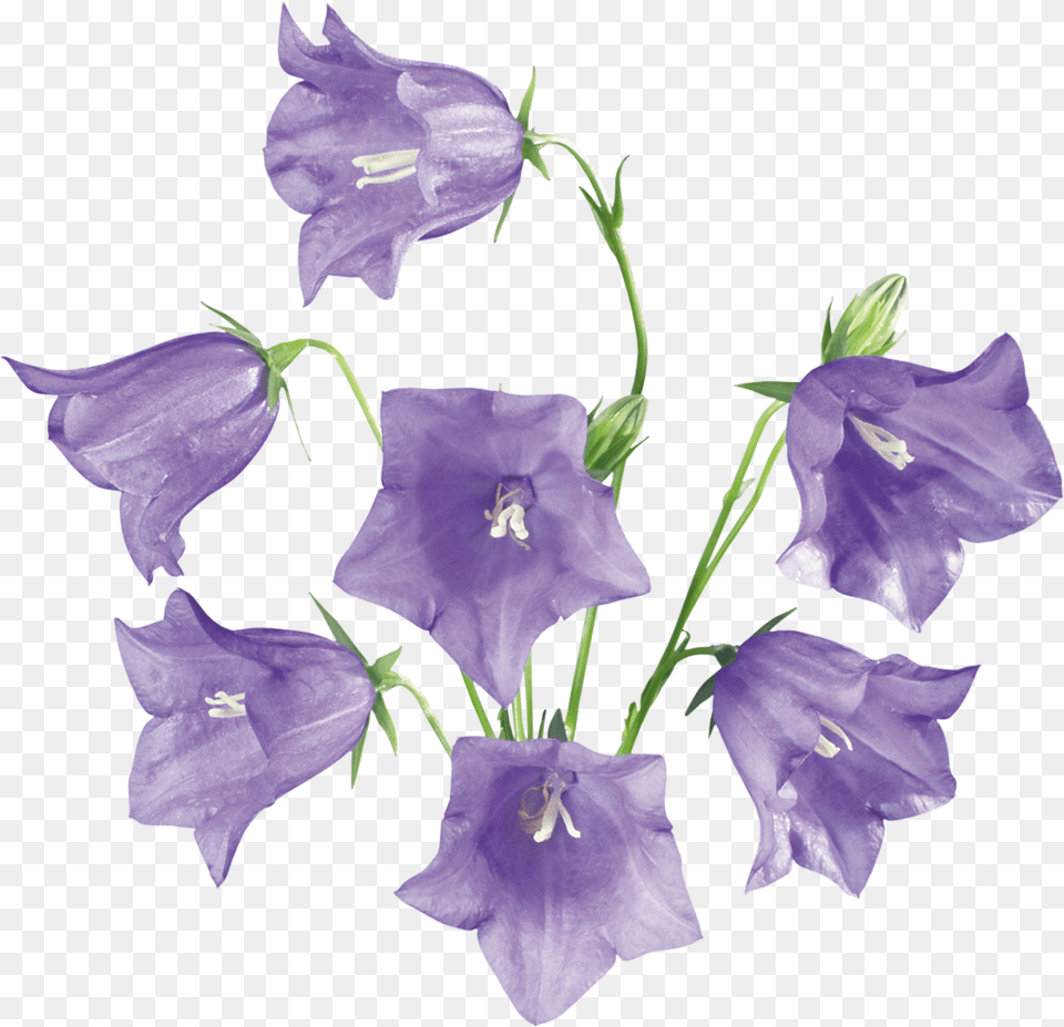 Bellflower, Flower, Plant Free Png Download