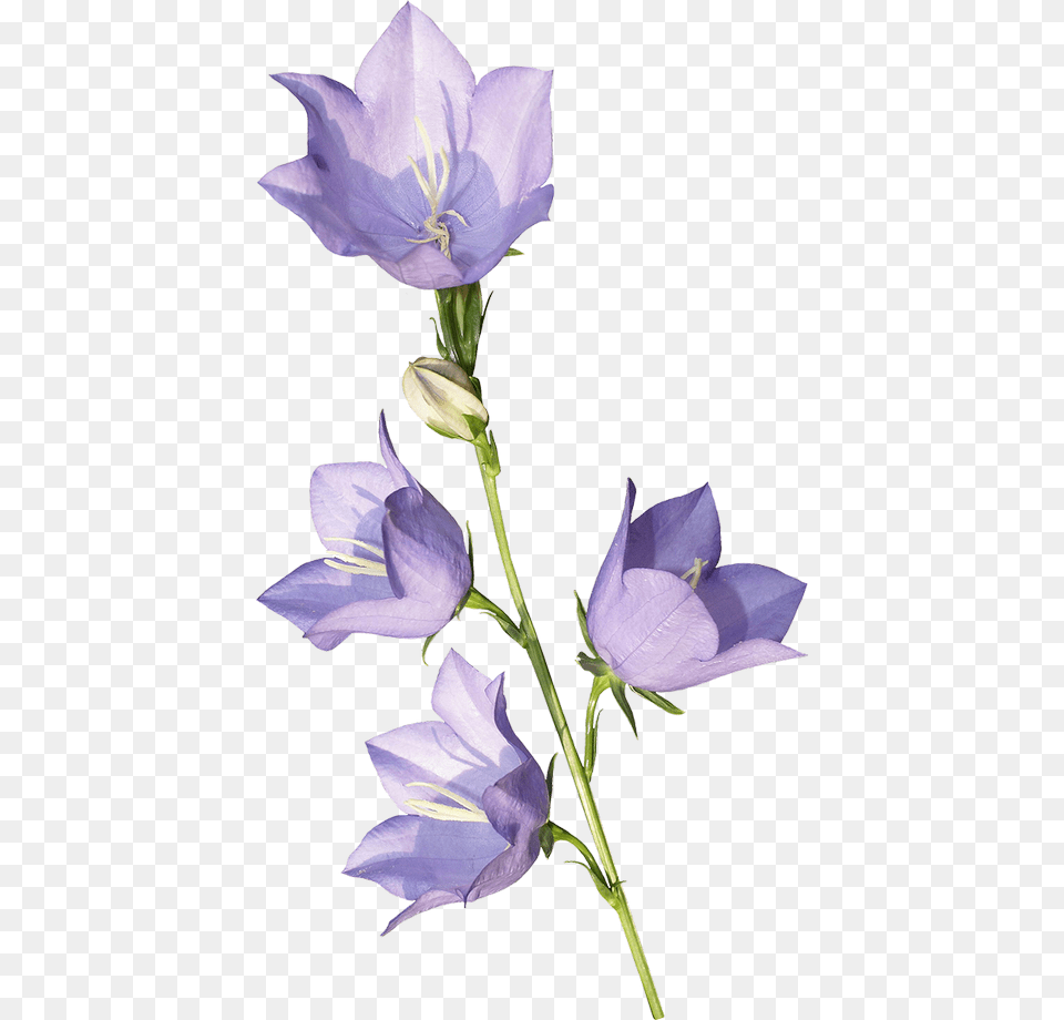 Bellflower, Flower, Plant, Geranium, Petal Free Png