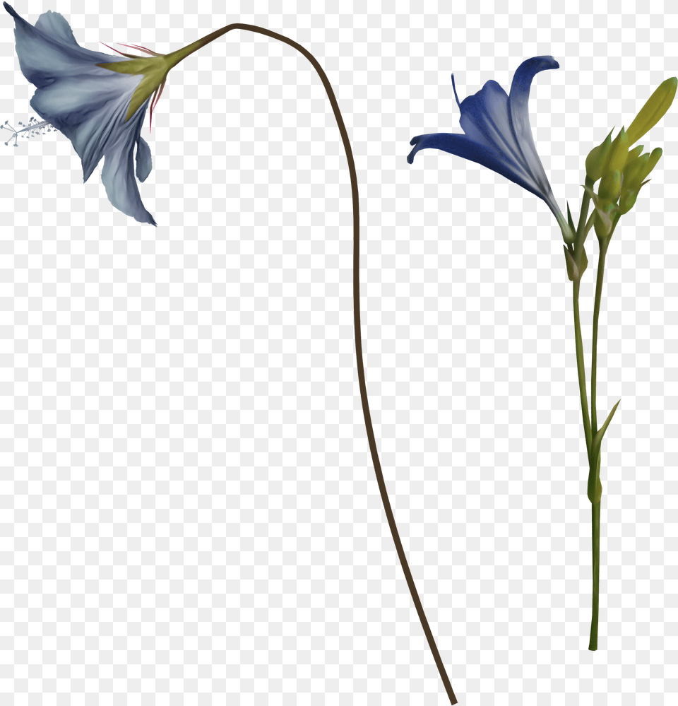 Bellflower, Flower, Plant, Flax, Petal Free Png