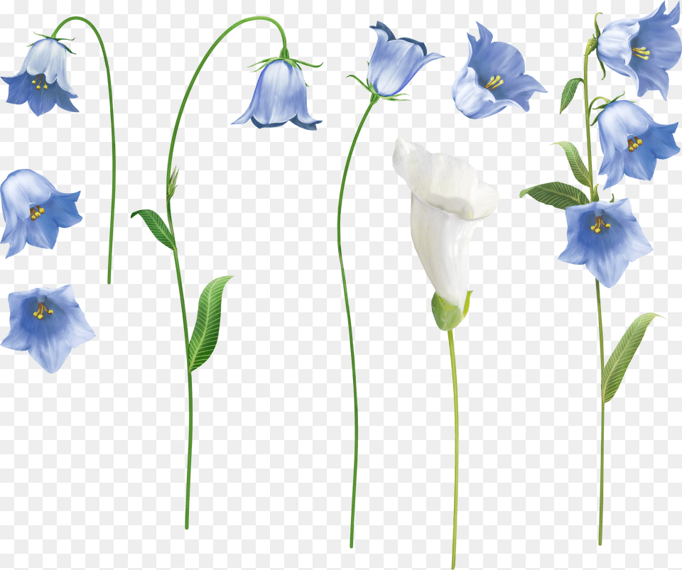 Bellflower, Flax, Flower, Plant, Petal Png