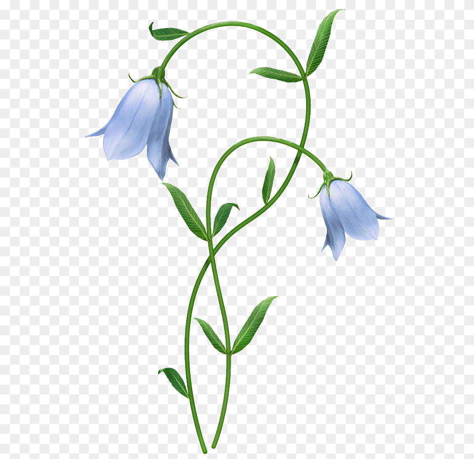 Bellflower, Acanthaceae, Flower, Leaf, Petal Png Image